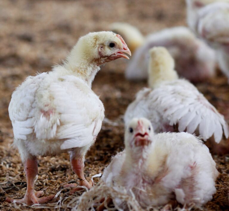 Bird flu outbreak halts poultry sales in Georgia, human issues rise