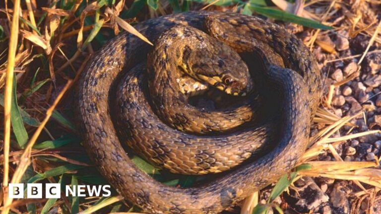 Warning of snakes and tree-frogs hiding in pots