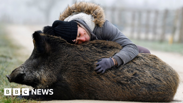 The joy of a dying pig being allowed to stay with its owner