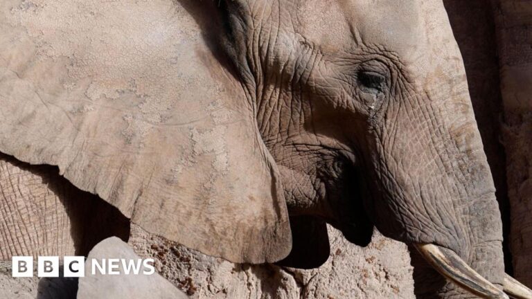 Elephants are not people, Colorado Supreme Court rules