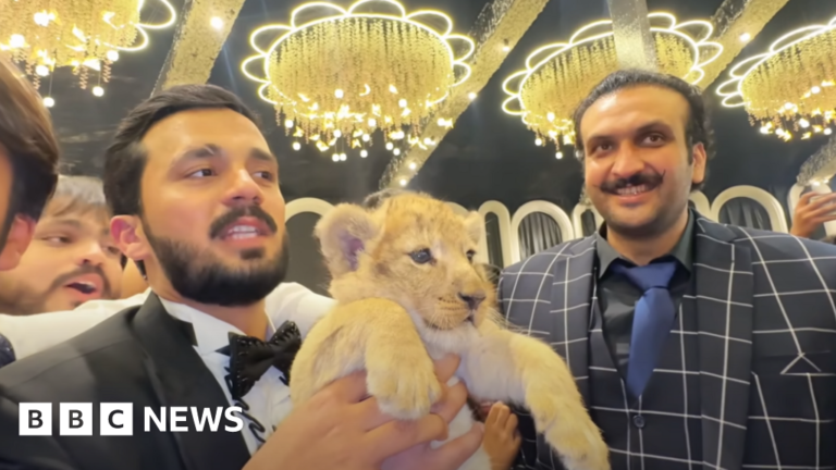 The Pakistan Youtuber is ordered to work videos of lion