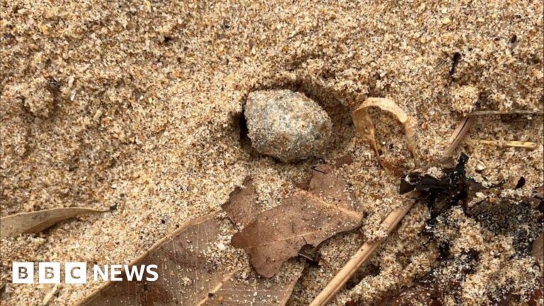 Excrement and bacteria found in secretory balls found on beaches