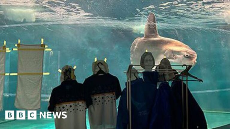 Aquarium posts photos of people in tank for ‘lonely’ sunfish.