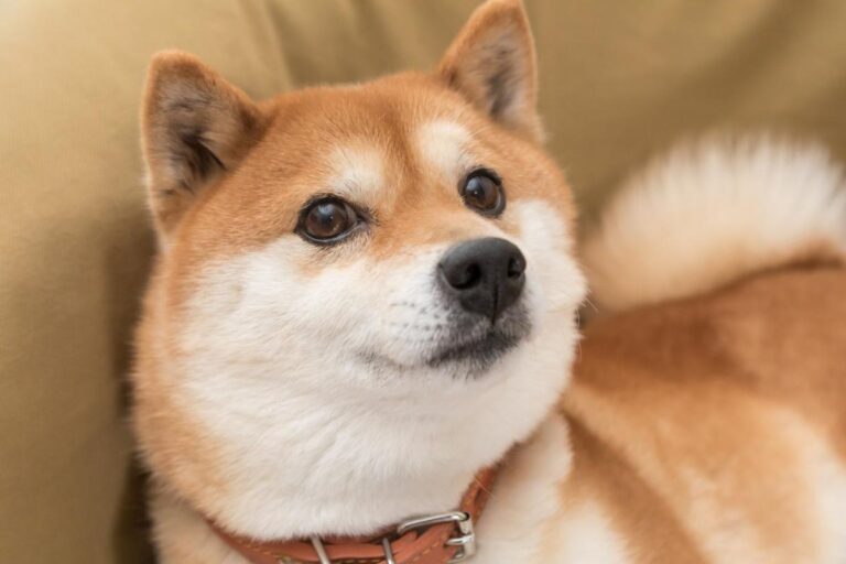 Why Dogecoin is on the rise today.