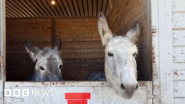 The equestrian center houses hundreds of animals