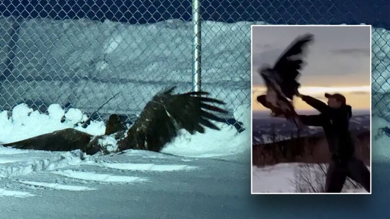 Alaskan bald man rescued by police.