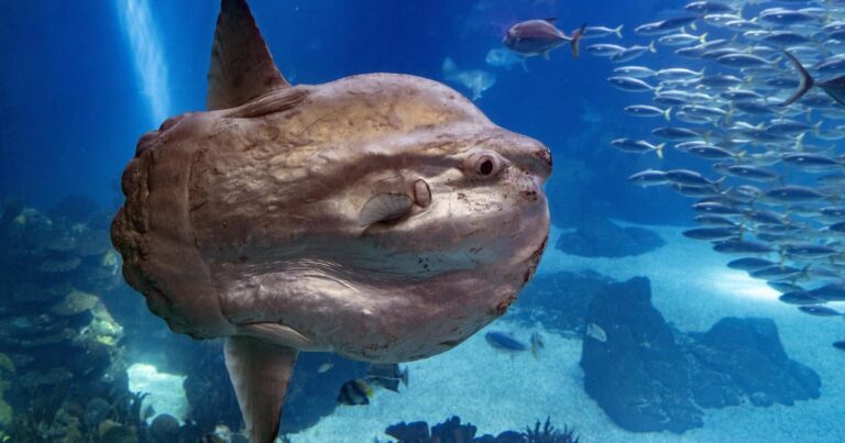 A sunfish in Japan got sick when the water in the aquarium was shut off. It helped him recover from human amputations.