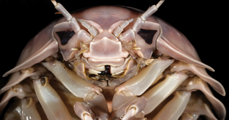 A “superior” sea bug named after Darth Vader in the South China Sea