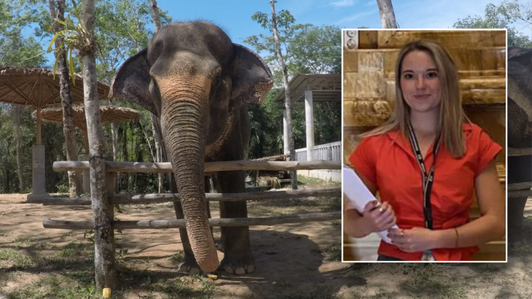 Elephant expert warns tourists after death of Blanca Ojanguren Garcia in Thailand